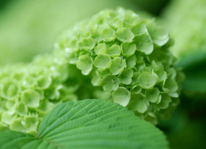 除甲醛绿植十大排名(去甲醛绿植推荐)