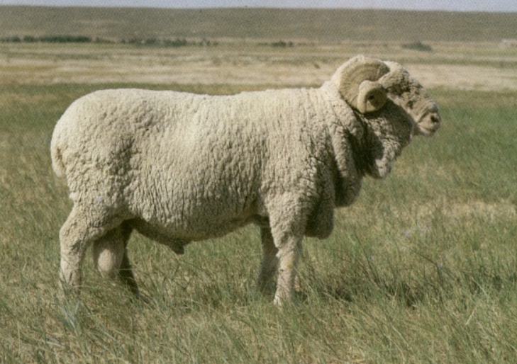 羊的品种有哪些(宠物羊养殖推荐)