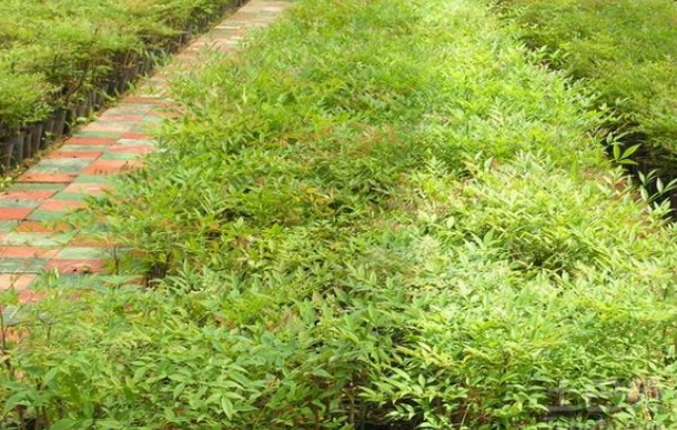 南天竹的养殖方法（南天竹如何种植和养护）