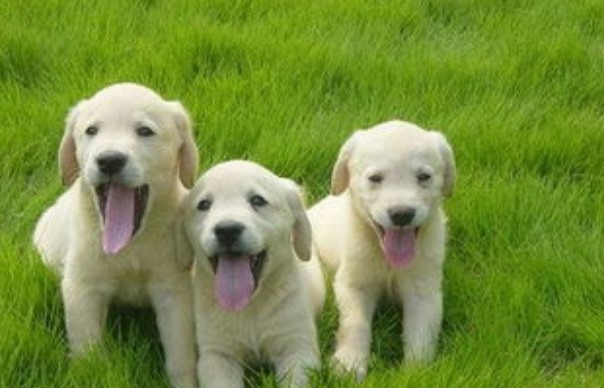 导盲犬一般是什么品种(介绍常见的导盲犬品种及其特性)