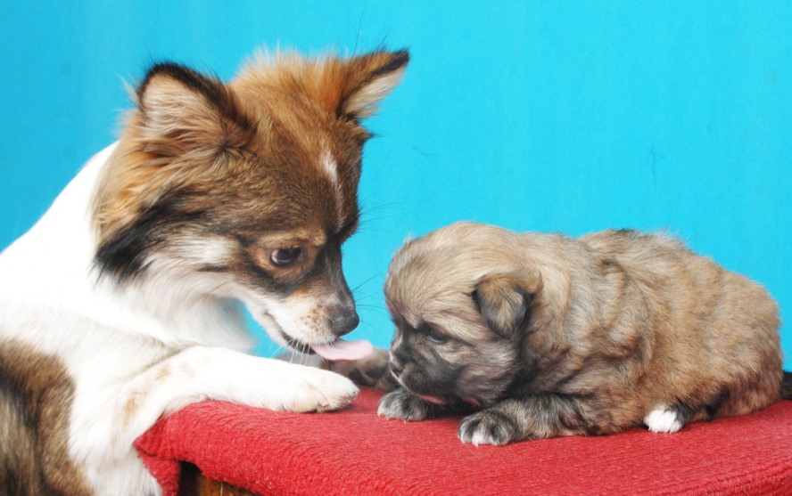 家庭养什么狗最干净(深度分析犬种特点与清洁需求)