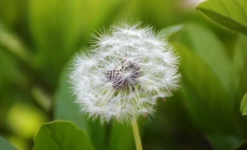 植物种子的传播方式有几种(解析种子传播途径)