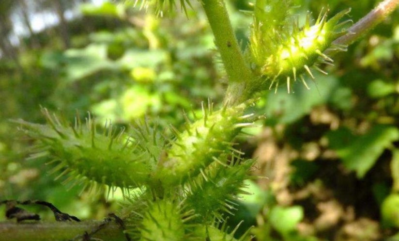 苍耳子的功效与作用(揭秘中草药的药用价值与保健作用)