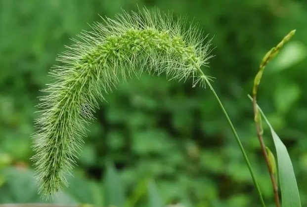 狗尾草的功效与作用(揭秘狗尾草的药用价值)