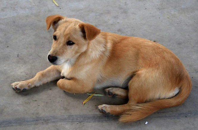 中国土狗四大名狗(了解中国的四大名犬)