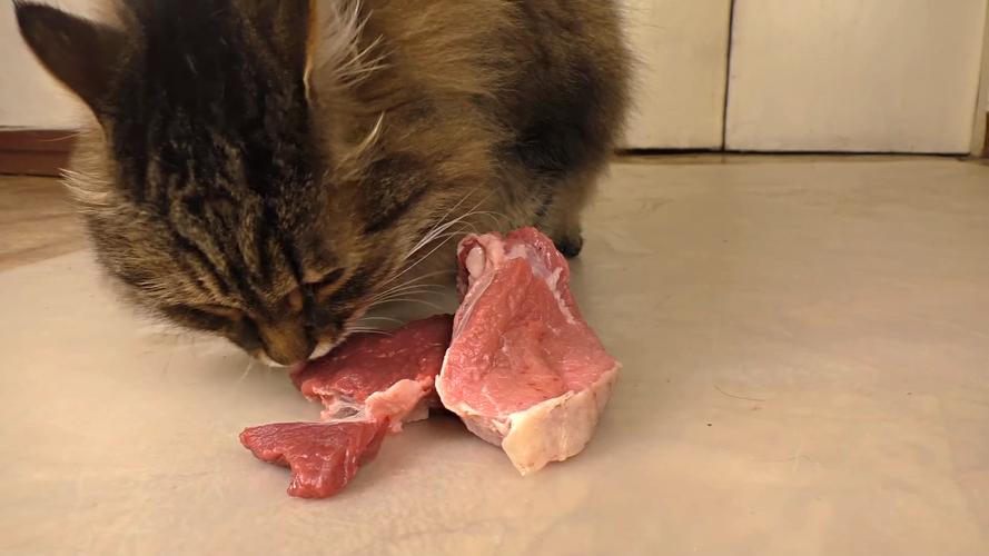 生肉如何处理给猫吃（指导如何处理生肉以供喂养猫咪）