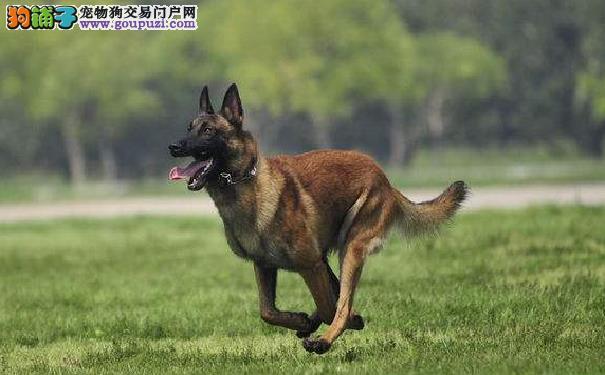 马犬和德牧哪个更护主（马犬与德牧哪个更适合家庭守护）