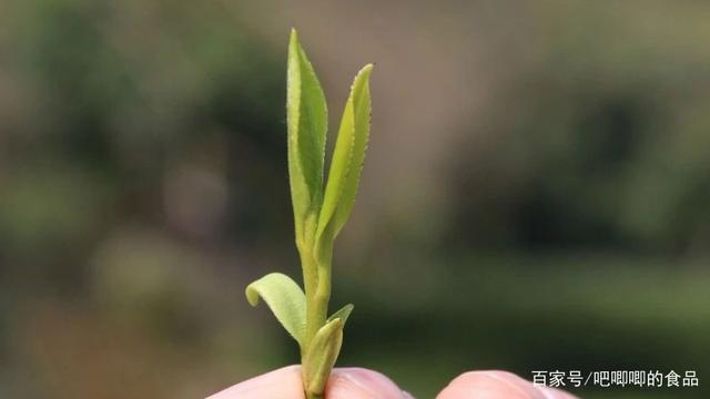 明前茶和雨前茶的区别（茶叶采摘时间对茶品质的影响与区别）