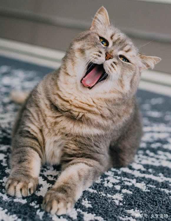 猫的舌头为什么有刺（猫的舌头为什么有刺刺的感觉）