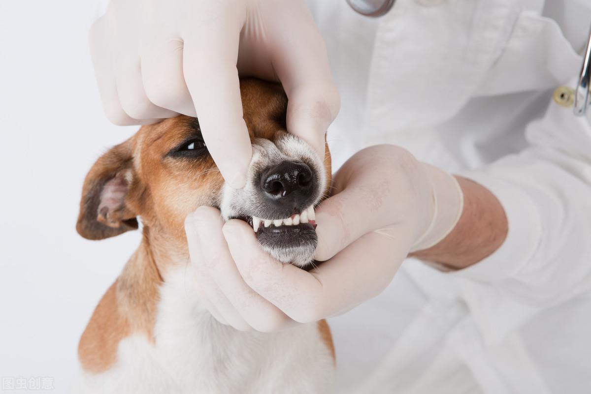 狗狗换牙期是几个月（狗狗换牙期间要注意什么）