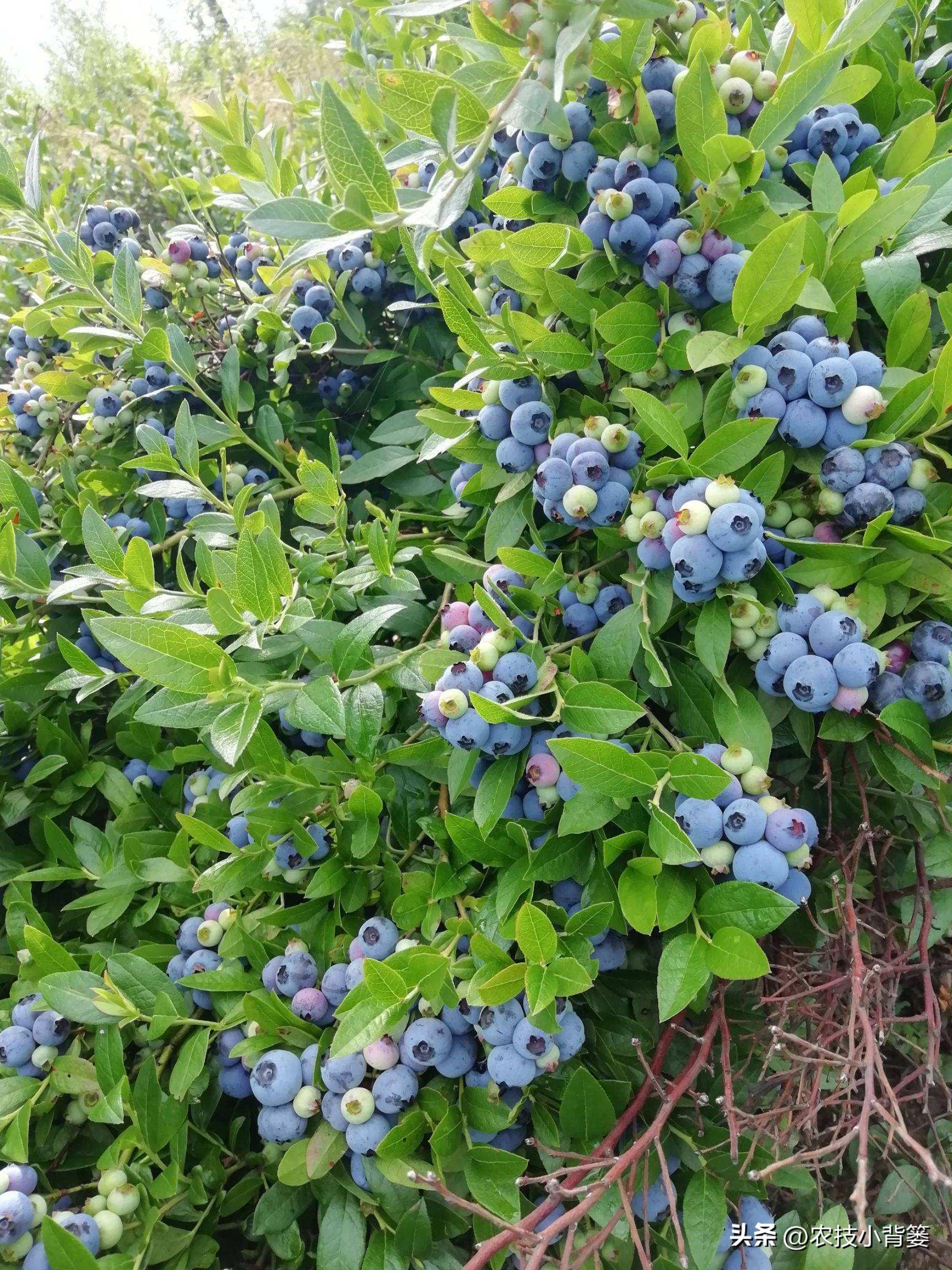 蓝莓品种排名前十（蓝莓品种排行榜）
