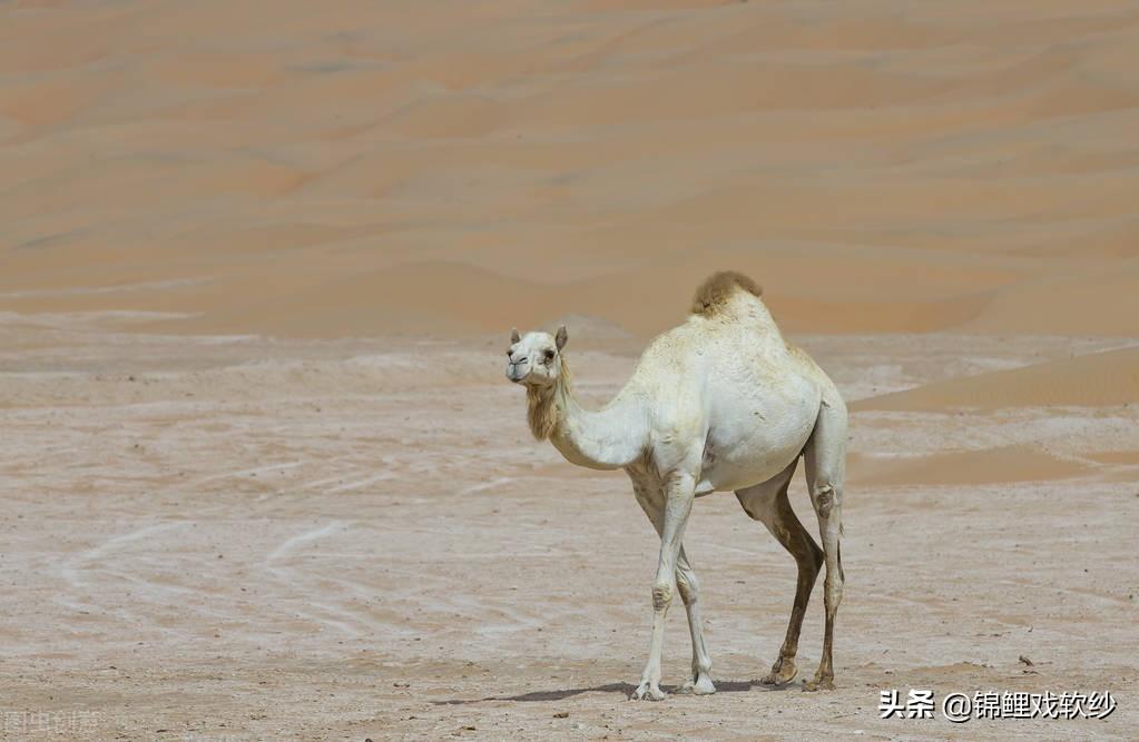 骆驼驼峰里储存的是什么（骆驼的驼峰可以储水吗）