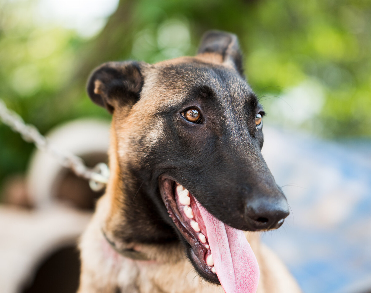 为什么马犬不合适家养（为什么马犬不合适家养看家护院的犬种）