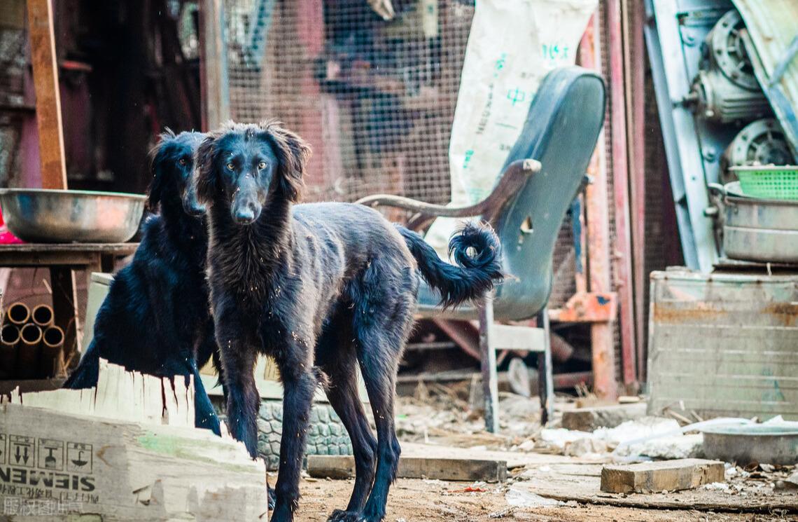 细犬为什么被禁养是什么原因（为何国内没人养“细犬”当宠物）