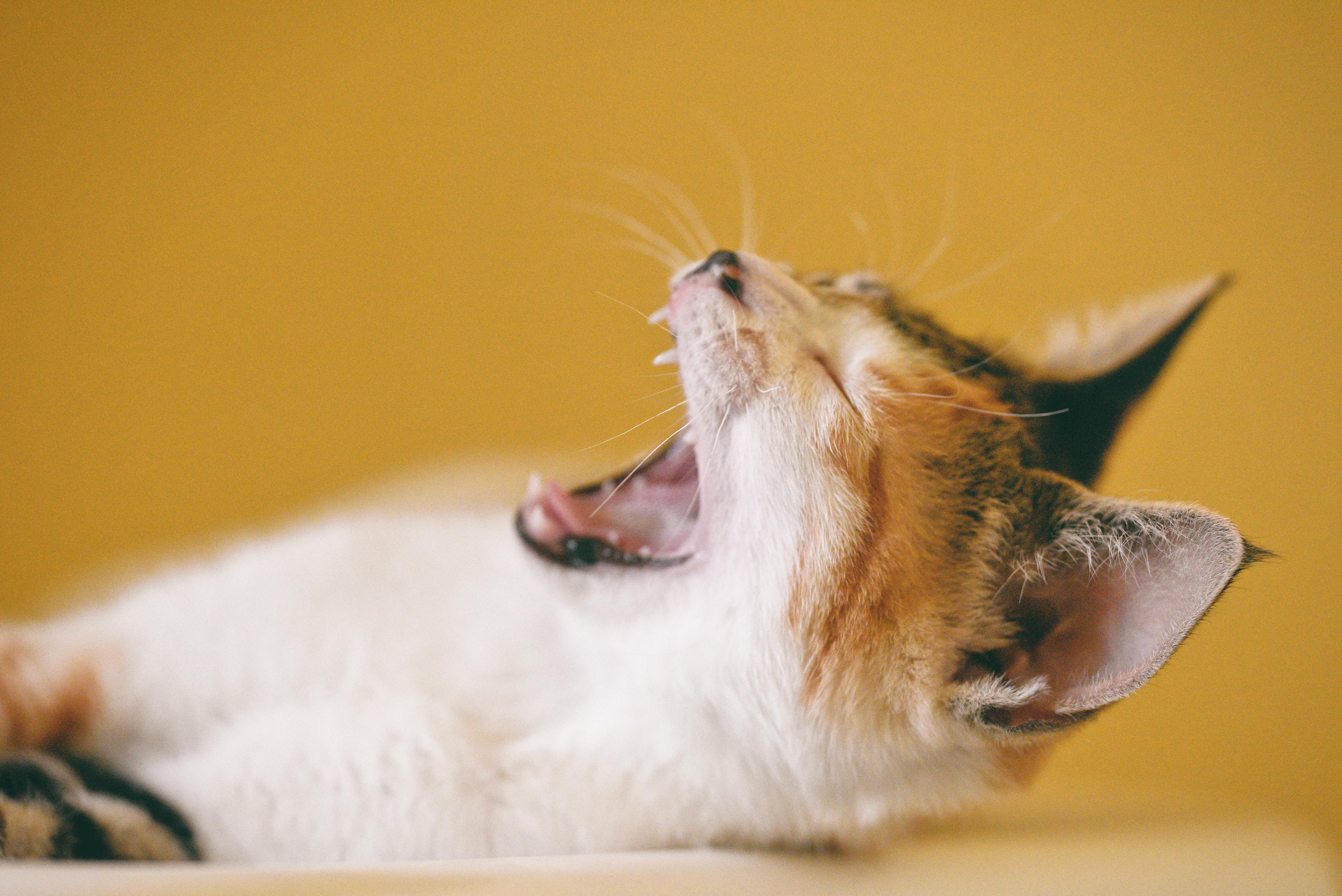 猫携带狂犬病毒能活多久（得了狂犬病的猫能活多久）