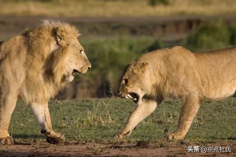 狮子会和自己女儿繁殖吗（狮王如何看待狮群中的女儿它们最终有怎么样的归宿）