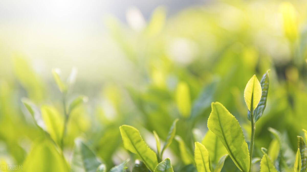 最好的茶叶十大排名（最好的茶叶排名品牌第一）