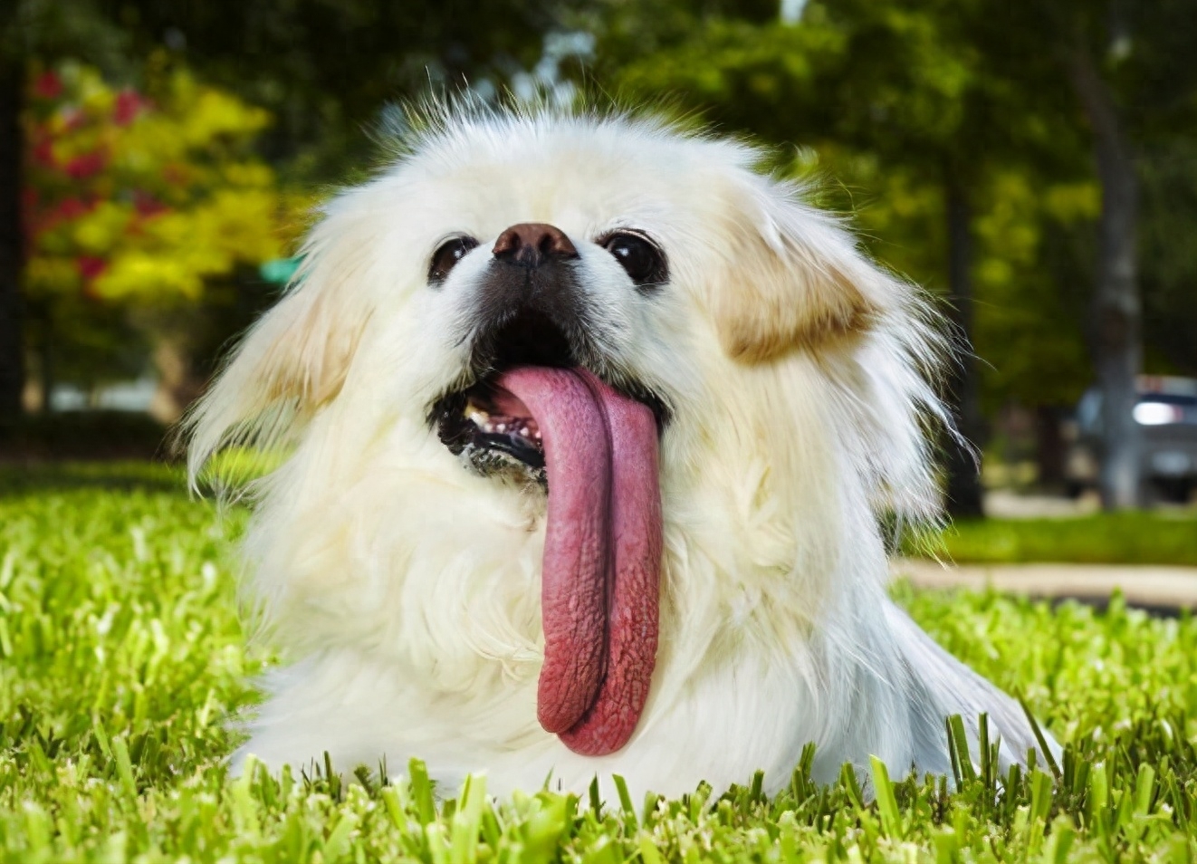 小狗为什么吐舌头（狗狗喜欢“吐舌头”，除了散热之外，还有这6个原因）