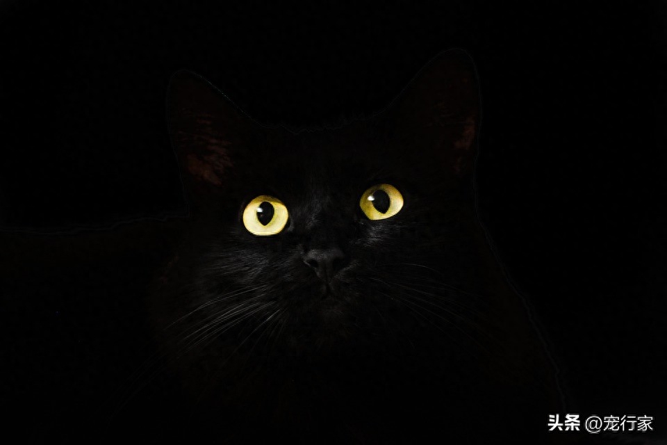 猫的眼睛为什么会发光（猫的眼睛为什么会发光的原因）