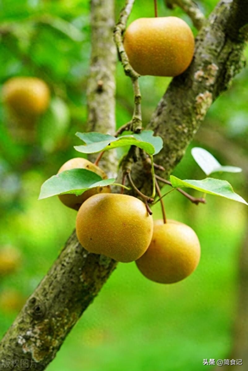 梨的品种有哪些（中国最好吃的10大名梨，个个酥脆可口）