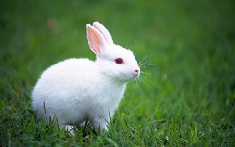 兔子的耳朵有什么作用（为什么兔子长着长长的耳朵）