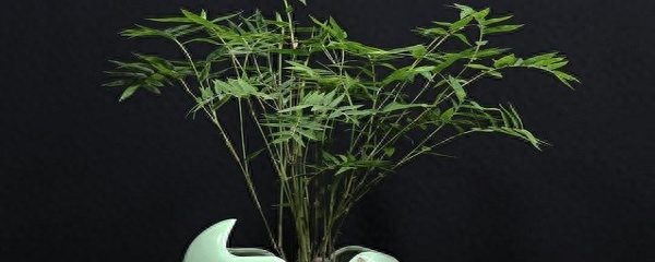米竹的养殖方法和注意事项（米竹的养殖方法）