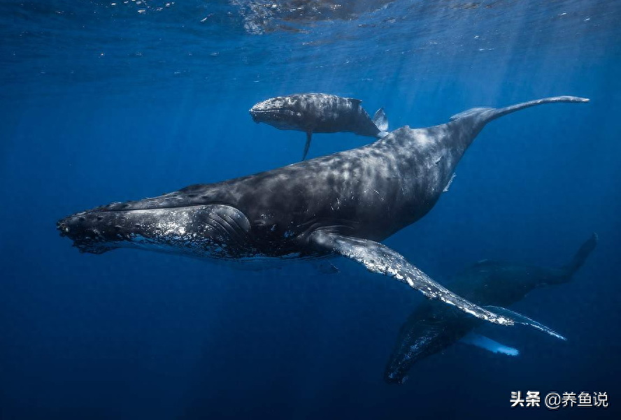鲸鱼的寿命有多长（人类寿命和鲸鱼相比较那个长）