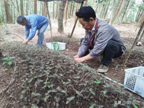 金线莲种植技术与栽培管理（金线莲林下仿野生栽培科学种植）