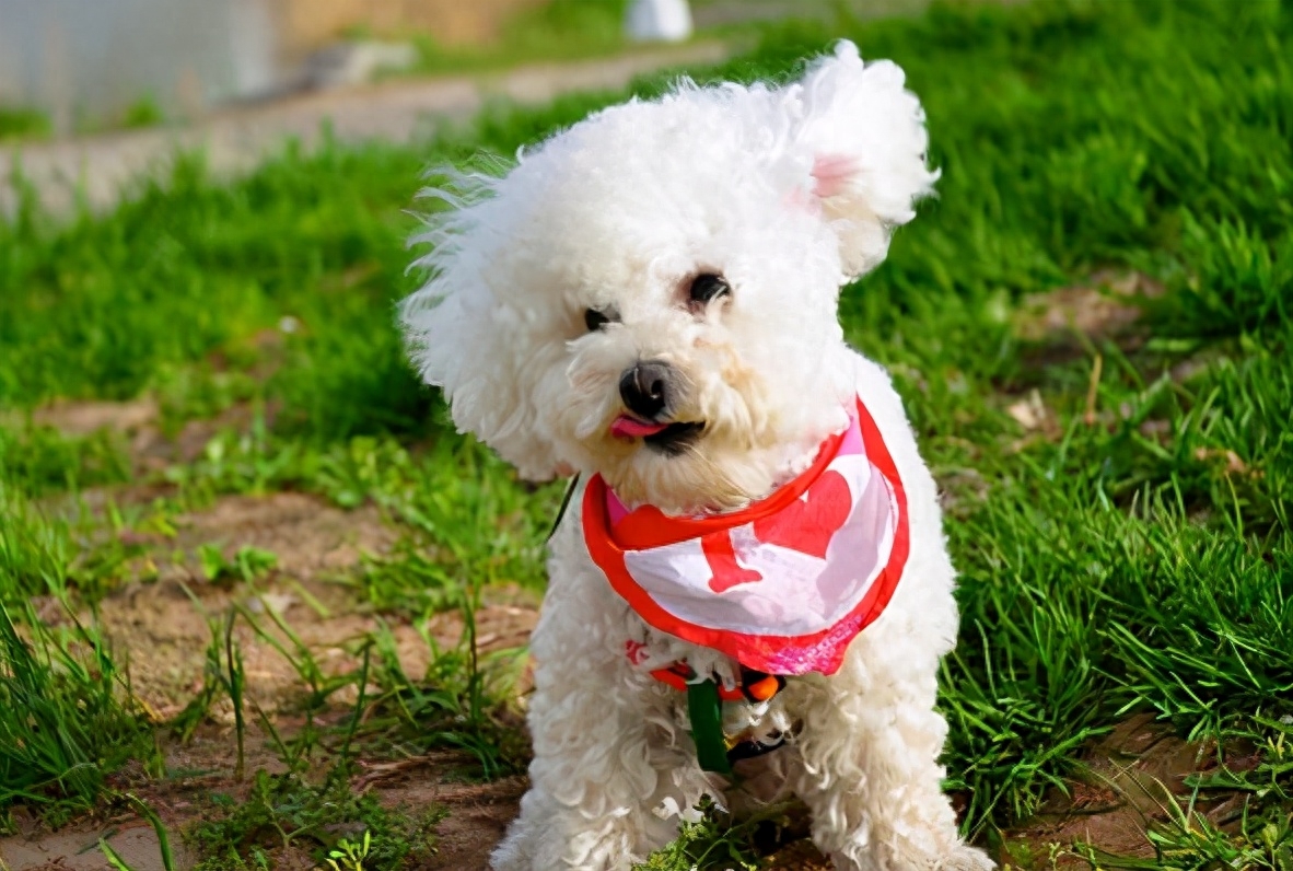 泰迪犬什么颜色最贵（泰迪犬颜色这么多，哪一种颜色最贵）