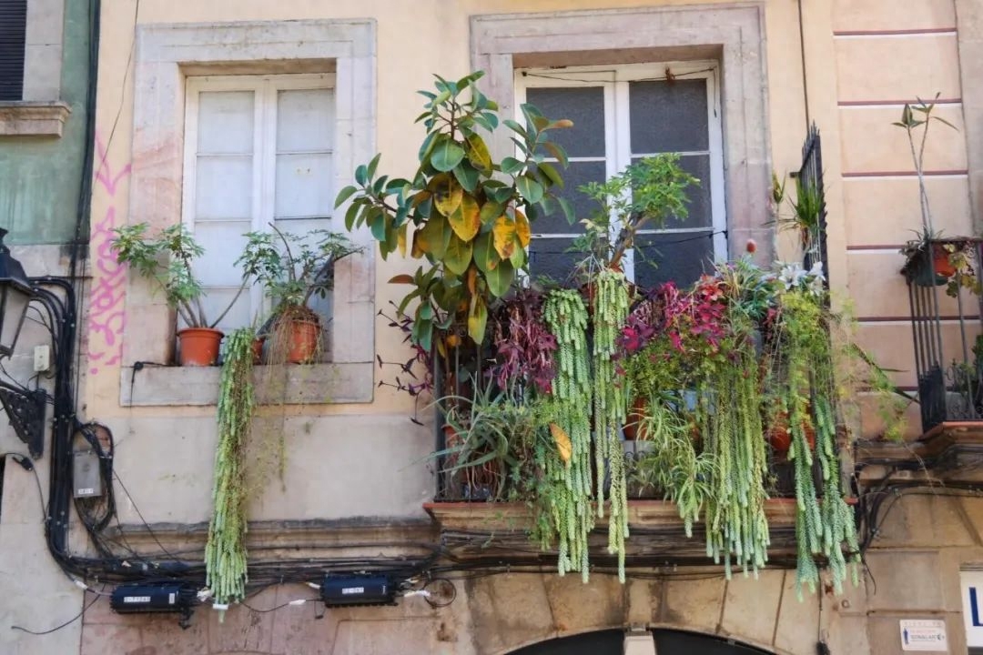 多肉植物怎么栽种（新手养多肉植物需要掌握的8点）