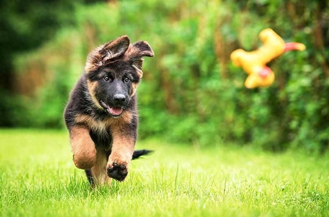 德牧犬的优点和缺点（德牧犬好养吗?优缺点有哪些）