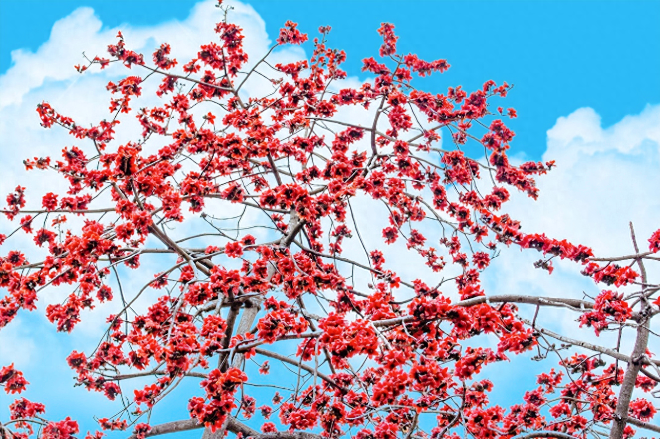 攀枝花是什么花（攀枝花是什么花能吃吗）