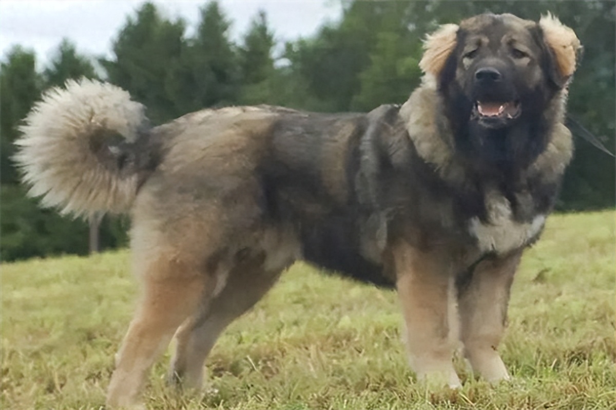 高加索犬幼犬多少钱一只（高加索犬幼犬多少钱一只大狗）