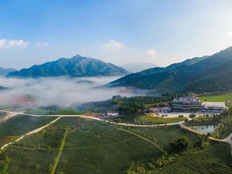 高山茶属于什么茶（高山茶有哪些品种）