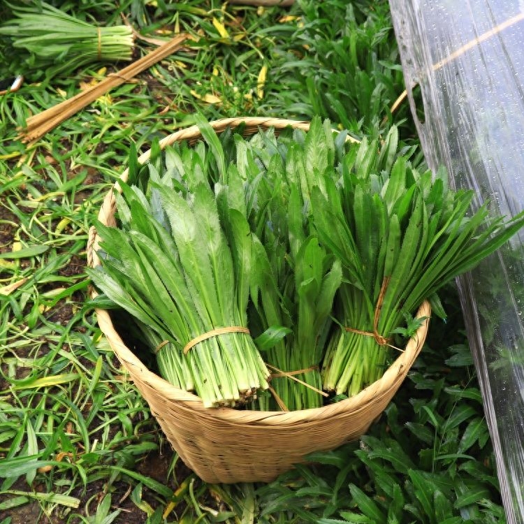 芫荽和香菜的区别（大芫荽有哪些益处）