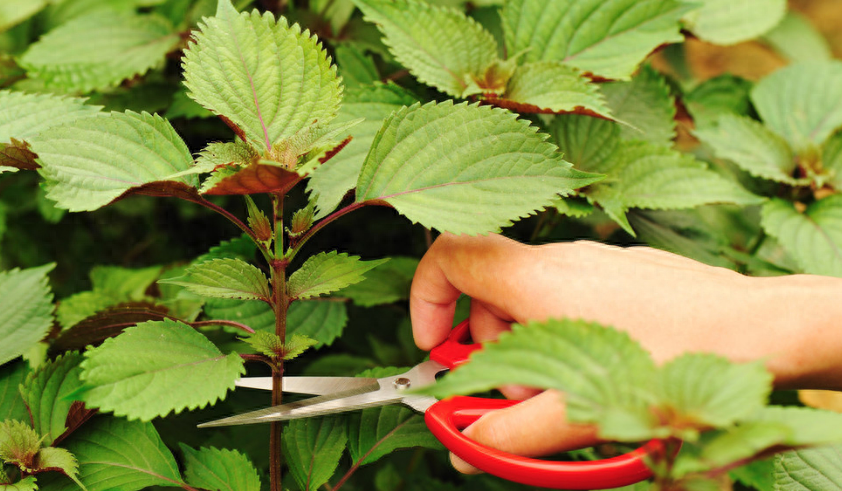 紫苏种植时间和方法（盆栽紫苏种植时间和方法）