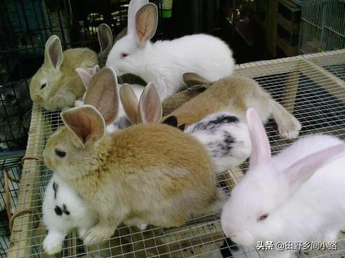 怎么养殖兔子（兔子养殖技术重点，告诉你如何养好兔）
