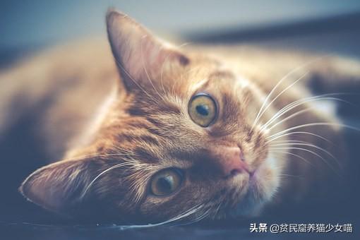 猫咪泪痕重是什么原因（猫咪流眼泪可能是以下6种原因）