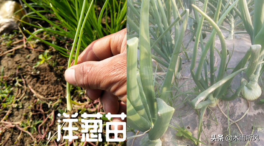 洋葱什么时候种植最好（洋葱什么时候种植，掌握播种技巧）