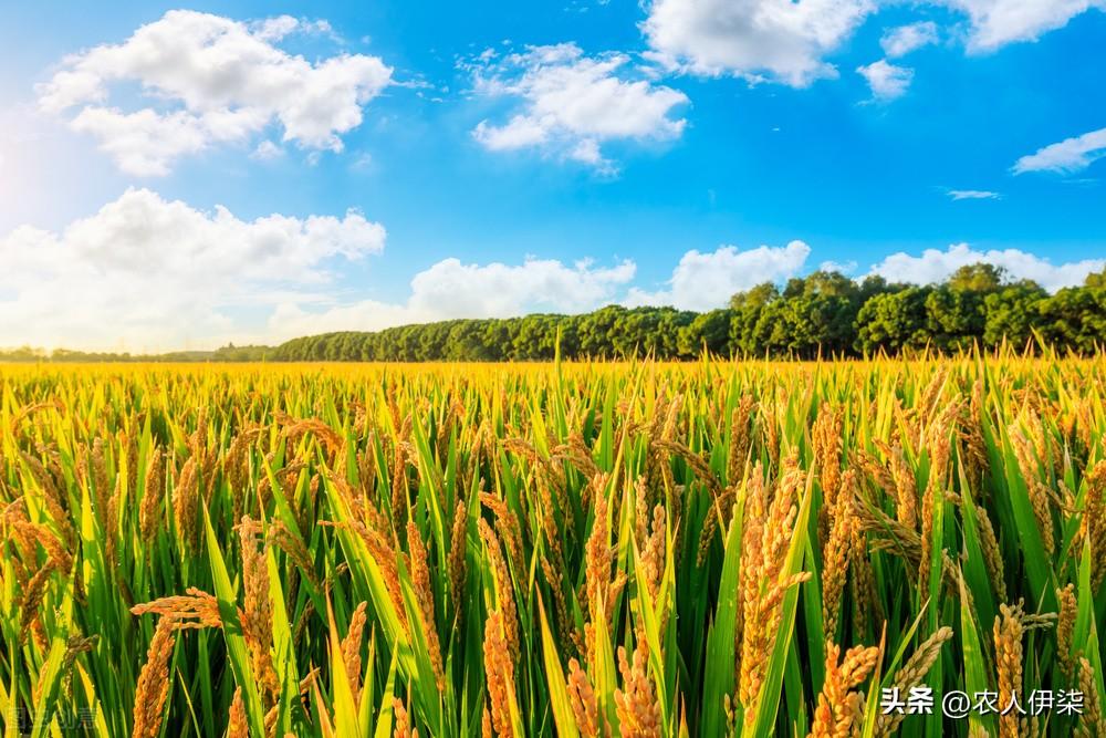 黑米和大米的区别（黑米和普通大米有什么区别）