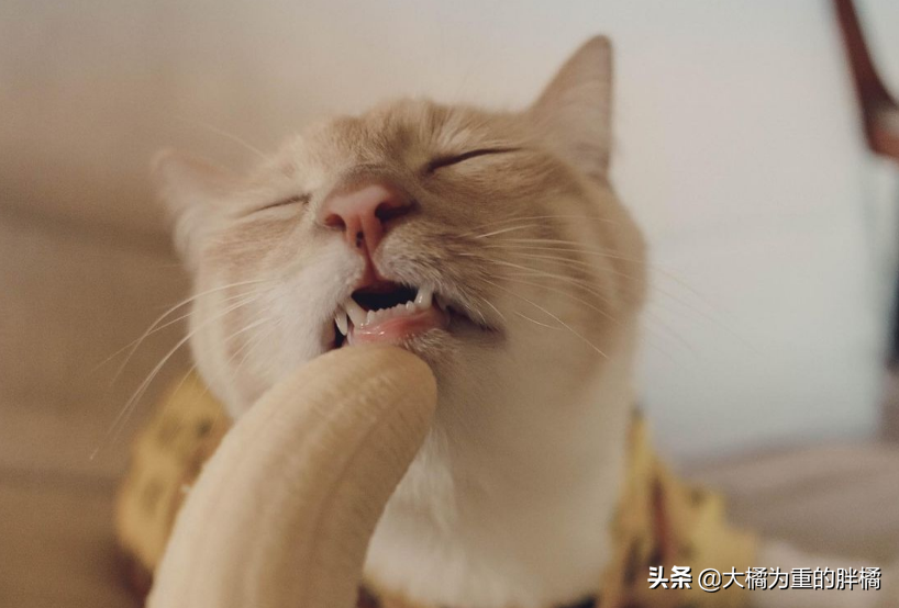 猫咪可以吃香蕉吗（猫咪可以吃什么水果）