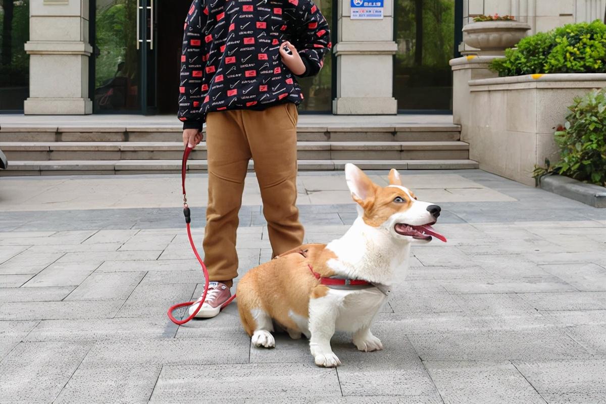 狗咬了一下有淡淡红痕没出血（被狗咬了但没出血要打狂犬疫苗吗）