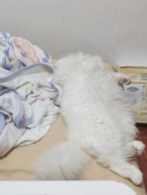 猫咪尿床上被子上怎么去除尿味（实用方法去除猫咪尿味）