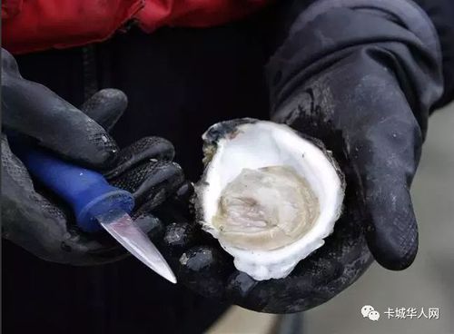 生蚝中间的黑色可食用吗（探讨生蚝中黑色物质对人体的食用影响）