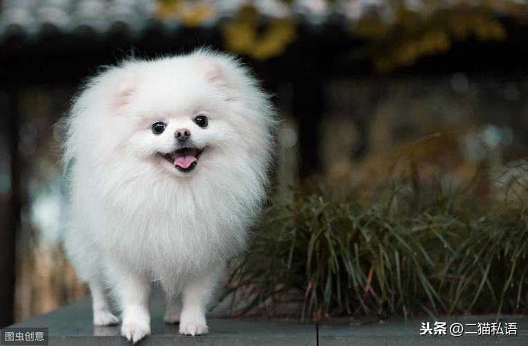 十大便宜好养的小型犬（介绍市场上体型小巧、容易饲养的十种犬种）