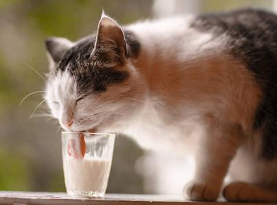 猫饮牛奶须知(宠物饮食安全指南)