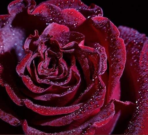 十大最贵的玫瑰花品种（介绍市场上最昂贵和稀有的玫瑰花品种）