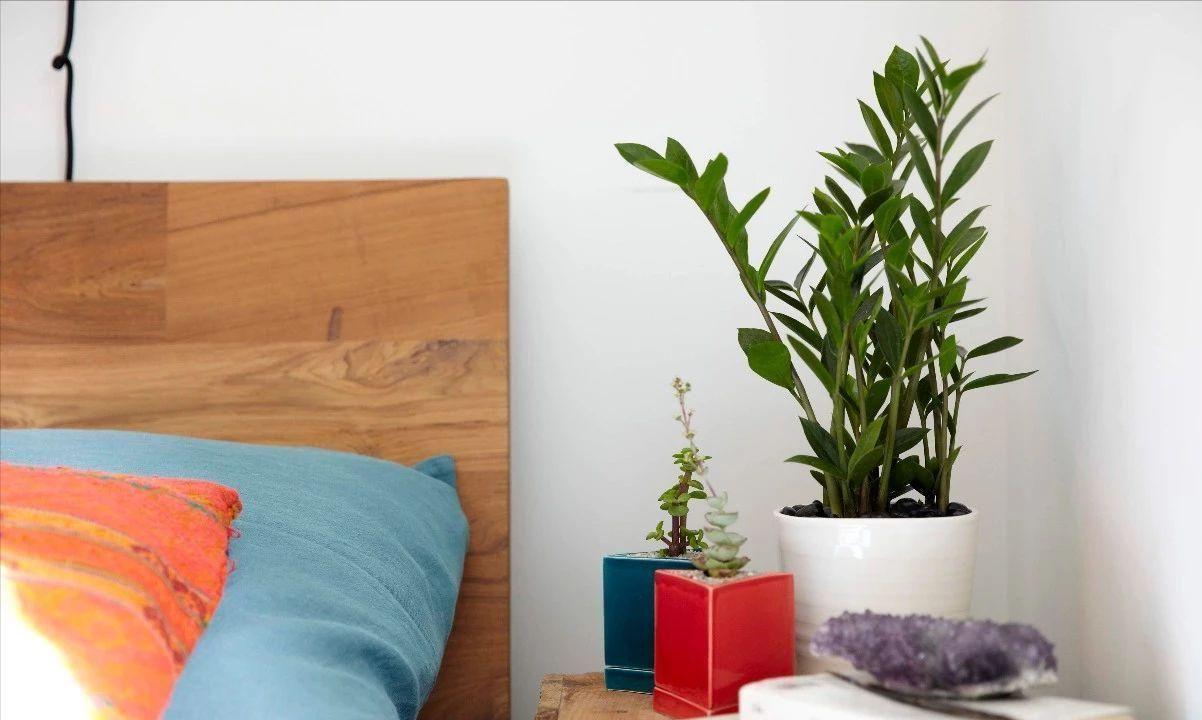 卧室适合养什么花和植物好（挑选适宜养在卧室的花草植物）