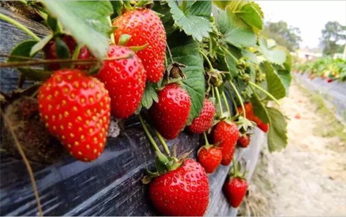 最好吃的草莓品种排名（列举最受欢迎的草莓品种排名）