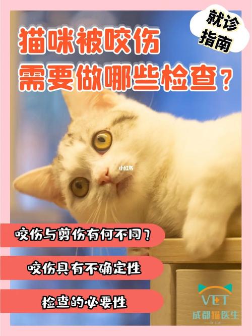 猫咪被打后难过的表现（猫咪遭受暴力后的情绪反应分析）